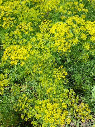 A high-angle, full-frame, close-up shot captures a dense field of bright yellow dill flowers interspersed with feathery green dill foliage. The scene is outdoors, likely in a garden or natural setting, given the presence of dry leaves and soil visible at the bottom of the image, suggestive of an environment in Novostroyka, Russia. The dill flowers are in various stages of bloom, with some appearing as tightly clustered buds and others as fully opened umbels. The lighting suggests it is daytime, casting subtle shadows and highlighting the vibrant colors of the plants. There are no people or animals visible in the image.