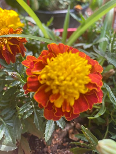 The image is a close-up, outdoor shot of a marigold flower. The flower has vibrant yellow and orange petals, with the center being a bright yellow and the outer petals a fiery orange with yellow tips. The flower is in focus, while the background is blurred, showing green leaves and some soil. The lighting suggests it is daytime, with sunlight illuminating the flower. The image was taken in Pointe-Claire, Canada.