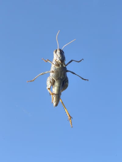 An upside-down grasshopper is clinging to a surface, possibly glass, against a clear blue sky. The insect is facing downwards with its head oriented towards the bottom of the frame. Its body is segmented and appears to be light brown and gray. The grasshopper has six legs, with the hind legs noticeably larger and spiky, adapted for jumping. Two antennae extend upwards from its head. The background is a uniform, bright blue sky with no clouds. The image appears to have been taken from a low angle, looking up at the grasshopper. There is no information available about its location in Saiyn Şapağatov, Kazakhstan.