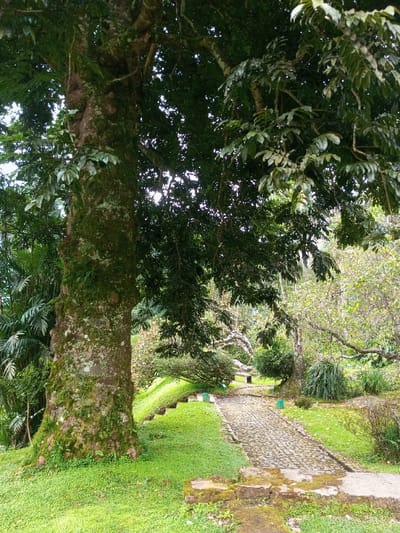 A large, moss-covered tree dominates the scene on the left. A stone pathway leads into the distance, flanked by lush green grass and small shrubs. A stone bench sits further down the path under the shade of other trees. The scene evokes a tranquil and natural setting.