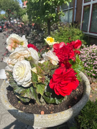 In a grey concrete planter, a variety of begonias are in bloom. White and light pink begonias are clustered on the left, while vibrant red begonias are prominent on the right. The leaves of the plants are dark green with reddish-brown edges. In the background, out-of-focus, are trees, a building with red brick and white-trimmed windows, and a patch of smaller pink flowers. The scene appears to be outdoors on a sunny day. This image was likely taken in Leiden, Netherlands, given the architectural style of the building and the presence of mature trees commonly found in Dutch urban environments.