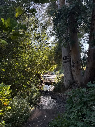 The image depicts a sun-dappled path alongside a body of water, likely a river or stream, in a natural setting. Large trees, possibly eucalyptus, with their rough, pale bark dominate the foreground. Graffiti is visible on the trunks of these trees, with some characters appearing to be in Hebrew. Lush green foliage, including bushes and leafy branches, flanks the path and surrounds the trees, creating a dense, verdant environment. The water reflects the sunlight, creating bright highlights. In the background, there is a glimpse of a white vehicle and some structures, suggesting human presence or activity nearby. The play of light and shadow indicates it is likely daytime, possibly late afternoon, with the sun filtering through the leaves. The scene conveys a sense of natural beauty and a slightly wild, untamed atmosphere. There is some text visible on the trees, which appears to be graffiti, possibly including numbers and Hebrew letters. The location context is the Golan Regional Council in Israel.