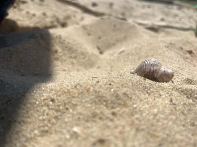 This is a close-up, low-angle shot of a small, light brown and white striped seashell resting on light-colored sand. The sand is composed of fine grains, with some larger particles visible, and reflects sunlight, creating small bright spots throughout the image. The seashell is the primary subject, positioned on the right side of the frame, with its spiral form clearly visible. The background consists of more sand, appearing slightly out of focus and showing undulating textures, suggesting dunes or ripples. A dark shadow, possibly cast by an unseen object or person, covers the left portion of the image, adding depth and contrast.
The lighting suggests a bright, sunny day, likely during the daytime. The overall scene evokes a natural outdoor environment, specifically a beach or sandy area. The focus on the seashell and the sand creates a sense of calm and simplicity. There are no people visible, and no text is present in the image. The setting appears to be a coastal area, given the presence of a seashell and sand. The location context provided, Bliznatsi, Bulgaria, further points to a beach setting. The image captures a moment of quiet observation of a small natural detail within a larger sandy landscape.