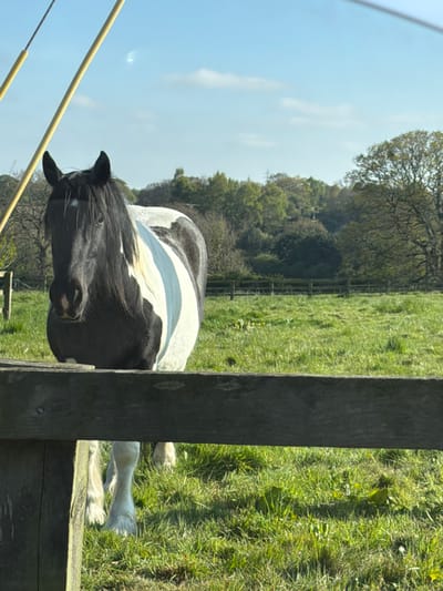 A black and white horse grazes in a grassy field in Witton Gilbert, United Kingdom. A wooden fence partially obscures the horse's body. Trees and a blue sky are visible in the background. A wire fence is in the lower-left corner.