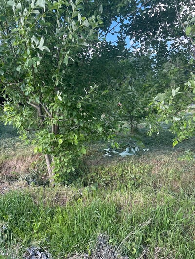 The image depicts a natural scene with a focus on vegetation. In the foreground, a large tree with lush green leaves dominates the left side of the frame. Its branches spread out, creating a canopy that partially obscures the sky, which appears blue with some white clouds. The tree trunk is visible, showing its texture and form.

To the right of the tree, tall green grass grows densely. The grass is a mix of different shades of green, with some dry, brown blades interspersed. The ground appears uneven, with a natural, uncultivated look. In the middle ground, there is a pathway or clearing in the grass, with some patches of lighter soil and scattered debris. Further into the background, more trees and vegetation can be seen, creating a sense of depth. The overall impression is of a natural, possibly rural or wild setting.

There are no people or discernible objects other than the natural elements of trees and grass. The activity taking place is passive, reflecting the stillness of nature. The time of day appears to be daytime, likely late morning or afternoon, given the brightness of the light filtering through the leaves. The weather seems fair, with the blue sky indicating sunshine. The location cues, such as the type of vegetation and the general feel of the landscape, are consistent with a temperate climate. No text is visible in the image. The mood conveyed is peaceful and serene, characteristic of a natural environment.