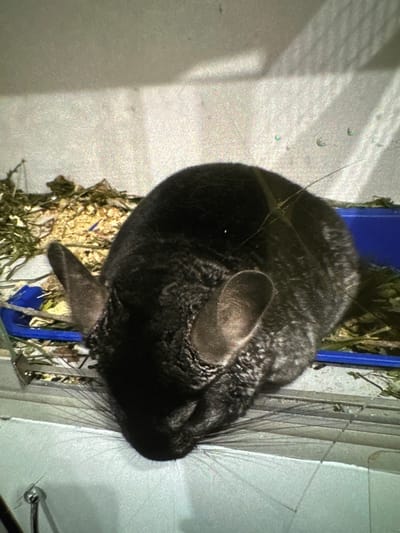 The image shows a dark gray chinchilla lying down in a cage. The chinchilla is facing downwards and to the left, with its head resting on its paws. Its fur is thick and appears to be a dark gray color with some lighter gray or white markings. The chinchilla's ears are large and prominent, and its whiskers are long and spread out.
The cage appears to be made of metal and plastic. The bottom of the cage is lined with bedding material, which looks like a mixture of wood shavings and dried hay. There is a blue plastic trough in the cage, possibly for food or water, which contains more of the hay-like bedding.
The background of the image is a light-colored, textured wall. There are some shadows on the wall, suggesting a light source is present. There are also some faint, colorful glints on the wall which appear to be reflections from something in the environment.
The image does not provide any information about the specific location of this cage within the city of Демихово, Russia.