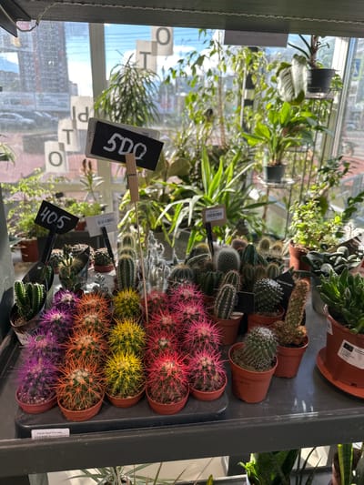The image shows a display of various potted cacti and succulents in what appears to be a greenhouse or plant nursery. In the background, through a window, there are buildings and what looks like a street with some parked cars, indicating an urban or semi-urban environment. The lighting suggests it's daytime, possibly with sunlight filtering through the window. There are price tags visible in front of some of the plants. One tag clearly shows "500", and another shows "405". The overall setting is that of a retail plant store. There are no people visible in the image.