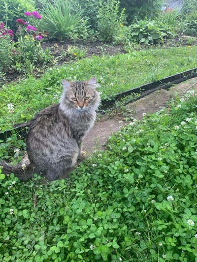 A long-haired, tabby cat is sitting in a patch of clover in a yard. The cat is facing the camera, with its head slightly tilted. Its fur is a mix of brown, grey, and black stripes. The cat's eyes are green. The clover is lush and green, with small white flowers scattered throughout. In the background, there are some pink flowers and green foliage. The scene appears to be in a rural or suburban setting, possibly a garden in the village of Karmanovo, Russia, given the context of the query.
