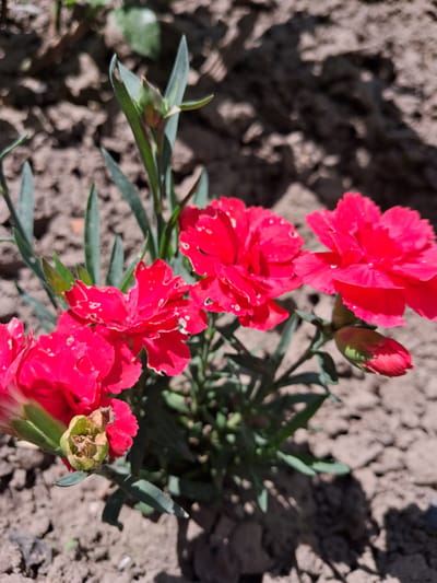 A close-up, high-angle, eye-level shot depicts several vibrant pink carnation flowers in bloom, set against a background of dry, cracked earth. The flowers, with their distinctively fringed petals, are the primary focus, some fully open and others in bud. The foliage is a deep green, with slender, pointed leaves. The ground is composed of dark, dry soil, with shadows cast from the plants, suggesting it is a sunny day. There is no indication of human presence, specific location within Krolevets, Ukraine, or any particular action or interaction.
