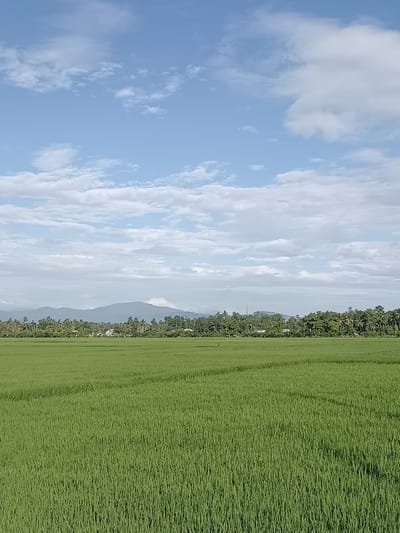 The image captures a wide-angle view of a lush green rice paddy field in Blang Lilue, Indonesia. The foreground is dominated by the dense, vibrant green stalks of the rice crop, stretching towards the horizon. In the mid-ground, a line of trees, predominantly coconut palms and other tropical foliage, forms a verdant barrier. Behind the trees, distant mountains are visible, their peaks softened by atmospheric haze. The sky above is a clear blue, punctuated by scattered, fluffy white clouds. There is a small, solitary figure of a person visible in the rice field in the mid-ground, appearing to be walking. The overall scene conveys a sense of rural tranquility and agricultural abundance under a bright, partly cloudy sky.