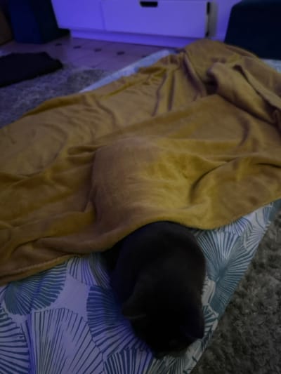 A gray cat rests on a bed with a blue and white patterned sheet and a mustard yellow blanket. The cat is curled into a loaf shape, its dark fur blending into the shadows. The blanket is draped casually over the edge of the bed. A white dresser with a black handle is visible in the background, lit with blue light. A section of gray carpet lies adjacent to the bed.