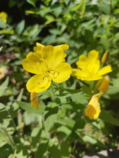 A close-up shot captures several yellow flowers, likely evening primroses, in bloom. The flowers have delicate petals and prominent stamens. They are surrounded by lush green foliage and are bathed in sunlight, creating dappled shadows on the leaves. In the background, more green leaves and plants are visible, some slightly out of focus. The overall scene is one of natural beauty and growth. The image was taken in Pionerskii, Russia.