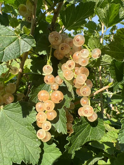 In Denderleeuw, Belgium, a close-up shot captures a cluster of ripe white currants hanging from a branch. The translucent berries, with a soft amber hue, are illuminated by sunlight, revealing their delicate internal structures. The surrounding leaves are a vibrant green, creating a stark contrast against the pale fruit. The image offers a detailed view of the currants' texture and the subtle sheen on their surfaces, indicative of their ripeness and freshness. The background is a blur of greenery and the bright sky, suggesting an outdoor setting bathed in natural light.
