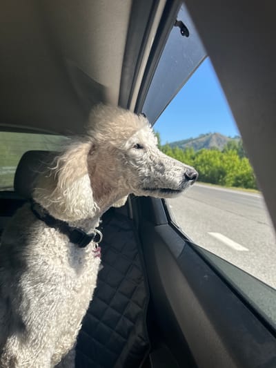 A light-colored poodle with curly fur is looking out the open window of a car. The dog is wearing a black collar with a pink tag. The car appears to be moving, as evidenced by the scenery outside the window. The background shows a paved road, a line of green trees, and a rolling hill under a clear blue sky. The interior of the car is visible in the foreground, including the headrest of a car seat and the car door. The image seems to have been taken during the day, with sunlight illuminating the dog and the car's interior. The location is identified as Rybalka, Russia.