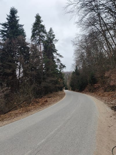 The image displays a paved asphalt road curving through a dense forested area in Sveti Konstantin, Bulgaria, under an overcast sky. The road, light gray with darker gray striations, occupies the lower and central part of the frame, bending right as it extends into the mid-ground and recedes uphill. On the left side of the road, a narrow dirt shoulder covered in brown leaves leads to a thick stand of tall, dark green coniferous trees, primarily pines, interspersed with some bare deciduous trees and brown undergrowth. The ground on this side is covered with fallen brown foliage. On the right, a wider dirt shoulder, similarly covered in brown leaves and debris, borders a rising bank heavily populated with mostly bare deciduous trees and some smaller evergreen trees. No individuals, vehicles, or animals are visible. The sky above the tree line is uniformly light gray and cloudy. The overall environment suggests late autumn or early winter conditions due to the lack of foliage on deciduous trees and the muted light.