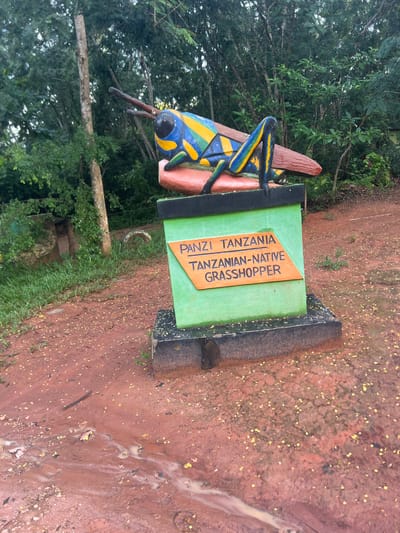 The image shows a sign in Kisanga, Tanzania. The sign features a stylized sculpture of a colorful grasshopper. The text on the sign reads "PANZI TANZANIA Tanzanian-Native Grasshopper". The surrounding environment includes trees, greenery, and reddish soil with scattered yellow specks. There are some signs of moisture on the ground, creating a muddy appearance.