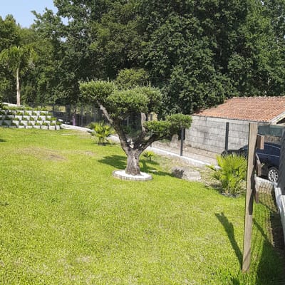 The image depicts a manicured lawn in Vila Verde, Portugal, under a clear blue sky. A mature, artfully shaped tree with a thick trunk and layered branches stands prominently in the center of the lawn, surrounded by a small white-gravel border. To the left, a terraced retaining wall is covered with small green plants. In the background, a black car is parked behind a metal fence that runs along the property line. A person in a purple garment is visible near the fence. The right side of the image shows a portion of a building with a terracotta tile roof. Several small palm-like plants are interspersed throughout the scene. The overall impression is one of a well-maintained residential or public outdoor space.