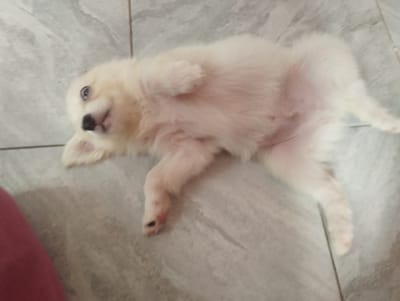 This media file shows a fluffy, light-colored puppy lying on its back on a tiled floor. The puppy has blue eyes and a black nose. Its paws are extended, and it appears to be relaxed or playing. The floor is made of light grey tiles with a subtle pattern. A small portion of a person's leg, clad in pink fabric, is visible in the bottom left corner of the image, suggesting a human is present. The lighting indicates an indoor setting, likely during the day. The overall mood is playful and innocent, captured by the puppy's relaxed pose and expression. There is no visible text in the image. The location context is Iyafin, Nigeria.