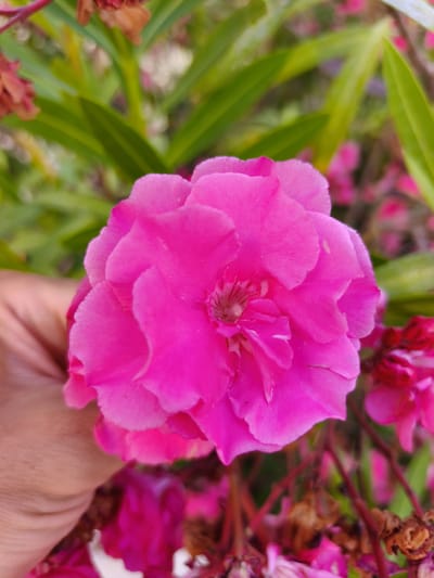 In Dehesa De Campoamor, Spain, a close-up shot features a vibrant pink oleander flower held by a person's hand. The flower's layered petals are fully open, revealing a delicate center. The background is a blur of green oleander leaves and more pink flowers, some in bud form, along with some dried brown foliage, indicating a natural outdoor setting. The lighting is natural and bright, suggesting it is daytime.