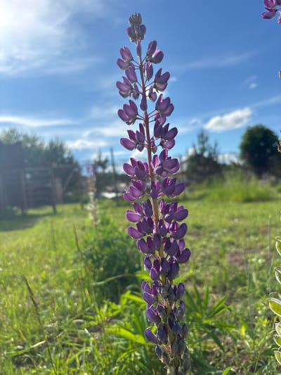 A tall, purple lupine flower stands in the foreground, its blossoms illuminated by sunlight against a bright blue sky with scattered white clouds. The flower stalk is slender, with numerous tightly packed buds and open blooms. In the background, a grassy field stretches out, dotted with green foliage. To the left, a blurred wooden structure, possibly a shed or fence, is visible. The scene appears to be in a rural or suburban outdoor setting, likely in the city of Vsevolodovo, Russia, given the presence of typical Russian dacha or village elements. No people are present in the image.