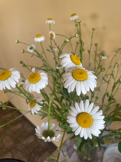 This image, captured in Petrivka, Ukraine, depicts a bouquet of white daisies with prominent yellow centers, arranged in a clear glass vase on a flat surface. The bouquet comprises numerous open blossoms, characterized by white ray florets and bright yellow disc florets, alongside multiple green stems and several unopened flower buds. At least seven large, fully open daisies are clearly visible and in focus, with additional smaller flowers and buds distributed throughout the composition.
The clear glass vase, holding the flowers, is partially visible in the lower center of the frame, resting on a light-colored textile surface, which appears to be a patterned tablecloth. To the immediate right of the vase, a portion of a white plastic bottle with a green screw-top cap is discernible on the same surface. The background consists of a plain, light beige-colored wall, exhibiting subtle vertical textural variations. In the lower left quadrant of the image, a section of a dark brown tiled floor with a grid-like pattern is visible. No human subjects or animals are present in the scene. The lighting is consistent with ambient indoor illumination.