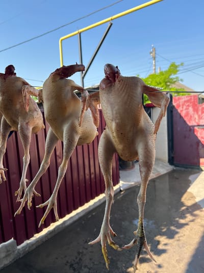 In the city of Copceac, Moldova, on a sunny day with a clear blue sky, three plucked chickens hang by their feet from a clothesline. The chickens are suspended outdoors, with a burgundy metal fence visible in the background, along with a yellow gas pipe and a portion of a building. The ground beneath appears to be wet concrete, with shadows cast by the hanging chickens and the surrounding structures. The chickens appear to be raw, with visible skin texture and exposed bones at the neck. The image focuses on the raw poultry, highlighting their preparation for drying or cooking in an outdoor setting.
