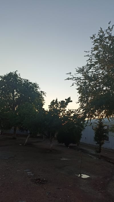 This is a vertical, medium-shot, outdoor photograph taken at dusk in Samarkandek, Kyrgyzstan. The sky is a gradient of pale blue at the top transitioning to a soft yellow-orange hue near the horizon, indicating the setting sun. Silhouetted against the sky are the upper branches and foliage of several deciduous trees, their leaves appearing dark green and dense.
In the middle ground, a row of trees lines the foreground, with their lower trunks and branches visible. Some of these trees have white or light-colored bark on their trunks, suggesting they are young or have been painted for protection. The ground beneath the trees is dark and appears to be covered in soil, gravel, and scattered rocks. There are several small puddles of water visible on the ground, reflecting the dim light.
To the right of the frame, a building with a light-colored, possibly concrete facade is visible. It has a sloped roofline and a window with bars. A small, dark green coniferous tree stands in front of the building. The overall atmosphere of the image is calm and serene, with the fading light creating long shadows and a sense of quietude. There are no people or animals visible in the scene. The image captures a natural landscape near a constructed environment at the end of the day.