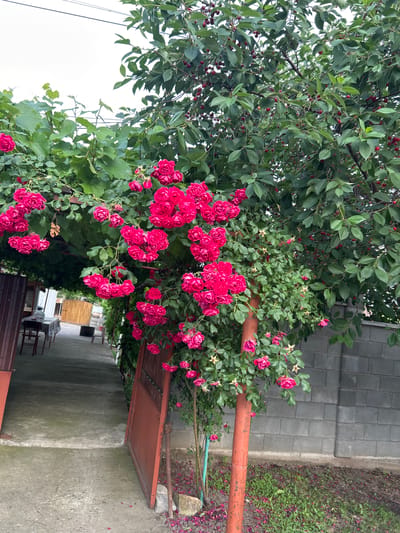 The image depicts a vibrant scene in the city of Gorna Mitropolia, Bulgaria, featuring a profusion of pink roses cascading over a walkway. A cherry tree, laden with ripe red cherries, stands tall behind the roses, its leaves forming a lush canopy. The walkway leads towards a building with an open door and tables set for dining, suggesting a garden setting or an outdoor eating area. A grey brick wall borders the scene, adding a touch of rustic charm. The ground is covered with scattered rose petals, indicating the abundance of flowers in bloom. No people are visible in the image.