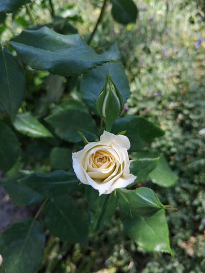 A single, pale yellow rose is in full bloom, its petals unfurling to reveal a golden center. Above it, a tightly closed rosebud, also pale green with hints of white, awaits its moment to open. Several dark green, textured rose leaves surround the blooms, some catching the light. In the background, a blur of greenery suggests a garden setting, with hints of lavender or other small purple flowers interspersed. The overall impression is one of delicate natural beauty, with the promise of more blooms to come. This image was taken in Bila Krynytsia, Ukraine.