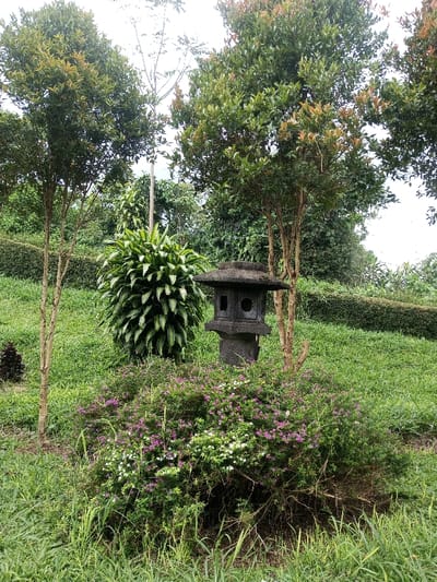A stone lantern stands amidst a lush garden setting. Vibrant purple and white flowers flourish in the foreground, nestled in green foliage. Tall, slender trees with green and reddish-brown leaves frame the scene. A dense, cylindrical green plant adds texture. The background reveals a grassy slope with trimmed hedges and more trees, suggesting a serene, well-maintained landscape. Overcast skies cast a soft light.
