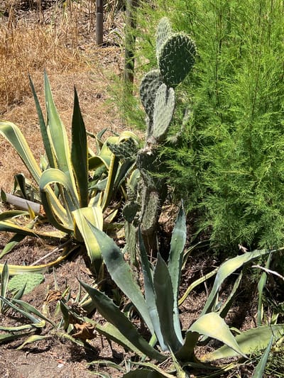 This image depicts an outdoor scene in San Roque, Spain, featuring a variety of desert-like plants in dry, sandy soil. In the foreground and mid-ground, several agave plants are visible. One large agave, with variegated green and yellow leaves, dominates the left side of the frame. Another agave plant with narrower, bluish-green leaves is positioned in the lower right. A prickly pear cactus, with its characteristic flat, pad-like segments, is situated to the right of the variegated agave, partially obscured by a dense, green shrub. The background consists of dry, yellowish-brown grasses and a wooden post. The lighting suggests it is daytime with bright sunlight. There are no people or animals visible in the scene.