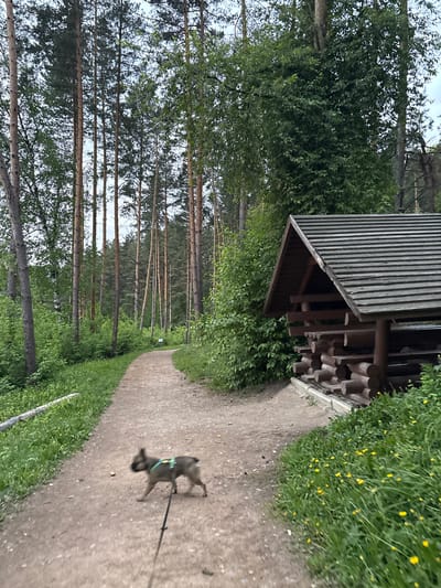 The scene is an outdoor shot of a path in Belokurikha, Russia. A blurry dog is walking on the path, with a leash attached. To the right of the path is green foliage with some yellow flowers. To the left is a wooden structure, possibly a shelter or shed. Further to the left, a forest of tall, thin trees can be seen. The sky is overcast.