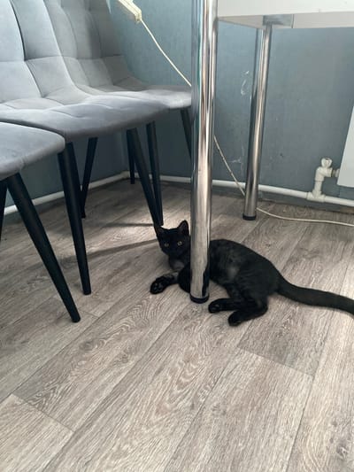 A black cat with yellow eyes is lying on a light wood-patterned floor beneath a metal-legged table and gray upholstered chairs. The cat is positioned in the lower right quadrant of the image, with its head turned towards the viewer. Its body extends towards the left, partially obscured by the table legs. The environment appears to be an indoor setting, possibly a dining area, with a pale blue wall and a white radiator visible in the background. A white electrical cord runs along the wall and floor. The lighting suggests an overcast day or indoor illumination. The specific location in the city of Sakmara, Russia cannot be determined from the visual information provided in the image.