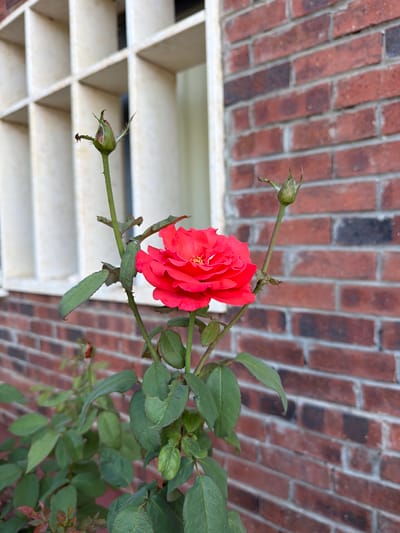 A vibrant red rose in full bloom is the central subject of this vertical, outdoor photograph. The rose is positioned slightly to the left of the frame, with its petals unfurled and a delicate yellow stamen visible at its center. The rose stem is green and thorny, adorned with several healthy green leaves. Two rose buds are also visible: one is larger and positioned above and to the left of the main bloom, appearing almost ready to open, while the other is smaller and to the right of the main bloom.
The background consists of a textured red brick wall, with visible mortar lines. To the left of the brick wall, there is a section of a building featuring a cream-colored, grid-like window structure, with the dark interior of the building visible through the openings. The overall lighting suggests it is daytime, possibly morning or afternoon, with soft, natural light illuminating the scene.
This photograph was taken at the Gedera Museum, located in Gedera, Israel. The museum is situated within a historic building, contributing to the aged aesthetic of the brickwork and window frame. The focus on the rose suggests a deliberate attempt to capture the beauty of nature within this historical setting. No people are present in the image.