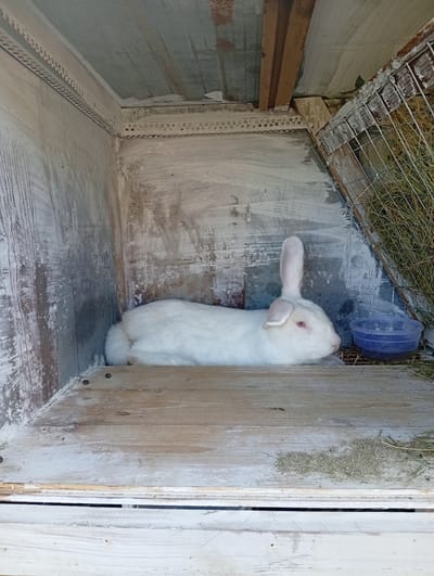 A white rabbit with pink eyes lies on the wooden floor of a rustic enclosure. The enclosure has rough, painted walls and a metal mesh ceiling. Hay is visible in the background, and a small blue plastic bowl sits near the rabbit. The scene appears to be in an outdoor setting, likely a farm or rural property, in the village of Buțeni, Moldova.