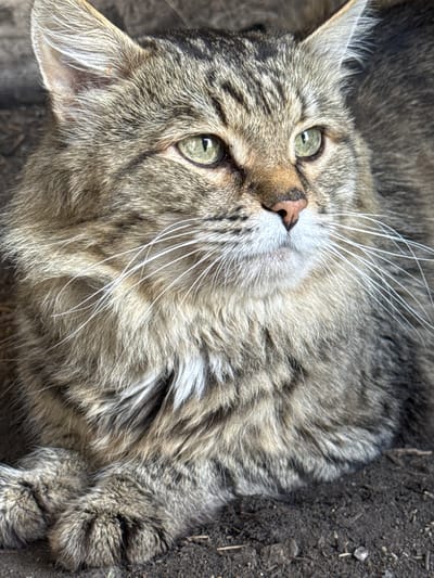 A close-up, outdoor, eye-level shot captures a tabby cat lying down in what appears to be a rural or natural setting. The cat, with its grey, brown, and black striped fur, possesses striking green eyes and prominent white whiskers. Its ears are pointed, and its pink nose is visible. The cat's paws are tucked beneath its body, resting on dark soil or dirt, which is scattered with small twigs and debris. The background is blurred, suggesting a shallow depth of field, and hints at a textured surface, possibly a wall or rough ground. The lighting is natural, casting subtle shadows and highlighting the texture of the cat's fur. There is no indication of human presence or any specific urban features that would suggest a location within the city of Tiubelyas, Russia. The scene is a straightforward depiction of a domestic animal in its immediate environment.
