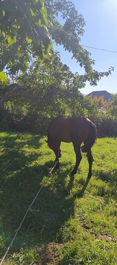 A lone brown horse stands in a grassy field under the dappled shade of a tree. The horse is tethered by a rope, which lies slack on the ground. In the background, a roofline suggests the presence of a nearby dwelling. The sky is clear and blue, indicating a sunny day. The scene appears to be set in a rural area, possibly a village in Barskoon, Kyrgyzstan, given the style of the roof and the natural landscape.