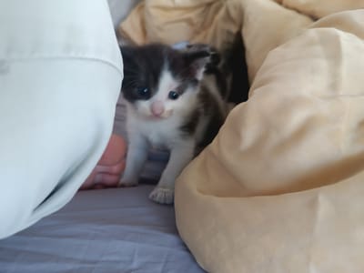 A black and white kitten is peeking out from beneath a beige blanket on a bed. The kitten is mostly black with white markings on its chest and face, and has blue eyes. A portion of a person's foot is visible on the left side of the image, suggesting the bed is in a bedroom. The scene appears to be an indoor domestic setting. The provided location is Hlobyne, Ukraine.