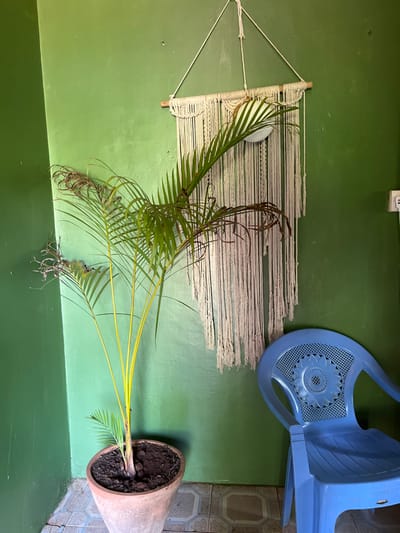 The image presents a static scene within an indoor or covered outdoor area, consistent with a home setting in MUKURWE-INI, Kenya. A prominent feature is a wall painted in a vivid olive green, against which various items are arranged.
Centered on the green wall is a large, off-white macrame wall hanging, featuring a wooden rod at its top and intricate knotted patterns made from thick ropes. Below and to the right of the macrame, a young palm-like plant stands in a sturdy terracotta pot on the tiled floor. The plant has long, slender fronds; some are vibrant green, while others show signs of yellowing or browning at their tips, suggesting some distress. The pot is filled with dark, rich soil.
An overturned light blue plastic chair leans against the green wall, positioned above the plant and to the right of the macrame. The chair's seat, now acting as its top, is adorned with a distinctive sunburst or floral-like perforated pattern. The floor beneath is covered with light-colored tiles featuring a geometric or ornate repeating pattern in a darker shade. A white electrical outlet or switch is partially visible near the top left corner of the green wall. The lighting is soft and even, indicating an indoor environment or shaded outdoor space. No individuals or written text are present.