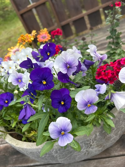 This media file features a close-up, overhead shot of a pot filled with a variety of blooming flowers, primarily pansies. The pansies display a range of colors including deep purple, light purple, white, and some with a yellow center. Interspersed with the pansies are clusters of small, bright red flowers, possibly verbena, and some small, daisy-like flowers in shades of orange and yellow. The flowers are densely packed and appear to be thriving in a pot made of a textured, gray material, possibly concrete or a similar composite, which is partially visible on the right side of the frame.

The background consists of wooden planks, suggesting an outdoor setting, possibly a deck, patio, or garden area. To the left of the flower pot, a wooden lattice structure is visible, further reinforcing the outdoor context. The lighting suggests it is daytime, with no strong shadows indicating a specific time of day. The overall impression is one of a vibrant and colorful floral arrangement, likely in a garden or on a balcony. There is no visible text in the image, nor are there any people or animals. The scene evokes a sense of natural beauty and tranquility. The mention of Kongsberg, Norway, as a location context does not provide any immediately discernible visual cues within the image itself, but it can be inferred that this is the geographical setting.