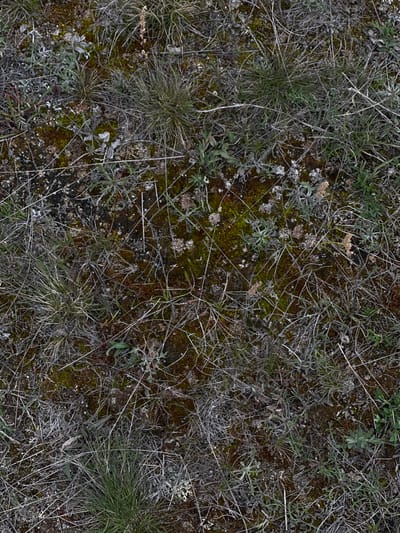 The image presents a patch of ground near Malyi Khuzhir, Russia, covered with a mix of low-growing vegetation. Dominated by dead and decaying grasses and small shrubs, the ground cover has a mottled appearance. Sparse patches of green moss are visible amongst the dead vegetation, suggesting damp conditions. The ground itself appears to be a mix of soil and small stones. No people or animals are visible. The scene gives an impression of a natural, undisturbed area.