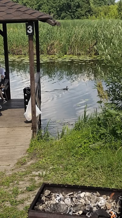 In the city of Ramon, Russia, a wooden gazebo with a brown shingled roof stands over a dock made of wooden planks. A pillar of the gazebo is marked with a white number "3". Adjacent to the gazebo, a body of water is visible, covered with lily pads. A dark-colored bird with its head above water swims away from the dock. To the left of the dock, part of a person's legs are visible, wearing white shoes. A white plastic bag is hanging from the gazebo's railing. In the foreground, a black metal grill filled with used charcoal sits on the ground, with some embers still glowing. Lush green vegetation, including tall reeds and bushes, surrounds the water and the dock. The background consists of a dense forest.