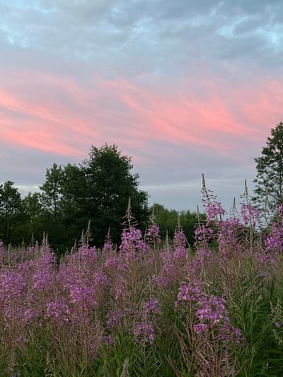 This image depicts a field of purple fireweed flowers in bloom, set against a backdrop of trees and a sky filled with soft pink and grey clouds. The foreground is dominated by the tall, slender stalks of the fireweed, with their delicate purple blossoms. Behind the flowers, a line of dark green trees forms a dense forest. The sky above is a mix of grey clouds and streaks of pink, suggesting a sunset or sunrise. The overall impression is one of natural beauty and tranquility. The location is identified as Tumilavichy Rural Council, Belarus. There are no people or animals visible in the image.