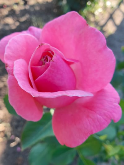 A close-up, upward angle, vertical shot shows a vibrant pink rose in bloom. The rose is in the foreground, dominating the frame with its delicate petals. The background is softly blurred, with hints of green foliage and what appears to be dark soil or ground. The lighting suggests it is daytime, with soft sunlight illuminating the rose. The location is identified as Poltavka, Ukraine. There are no people or animals visible in the image.