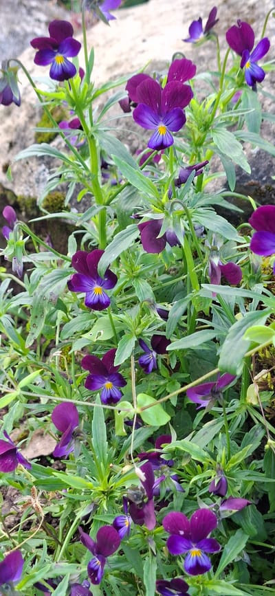 The image shows a close-up view of a cluster of purple and yellow pansies growing amongst green foliage and rocks. The flowers have five petals, with the upper two petals being a deep purple, the middle two a lighter purple, and the lowest petal a deep purple with bright yellow markings at its base. Some of the flowers are fully open, displaying their intricate patterns, while others are still buds or partially closed. The green leaves are slender and serrated, with some showing small brown spots. In the background, weathered gray rocks and patches of moss are visible. The overall scene depicts a naturalistic setting with a focus on the delicate beauty of the pansy flowers.