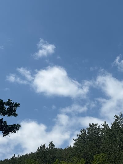 This is a vertical, low-angle photograph of a bright blue sky with scattered white clouds. The top left corner shows the dark green foliage of a tree. Along the bottom edge of the image, a dense line of dark green pine trees covers a hillside, with lighter green trees visible further down the slope. The sky is clear and sunny, suggesting a pleasant weather day. The image appears to be taken in an outdoor, natural setting.