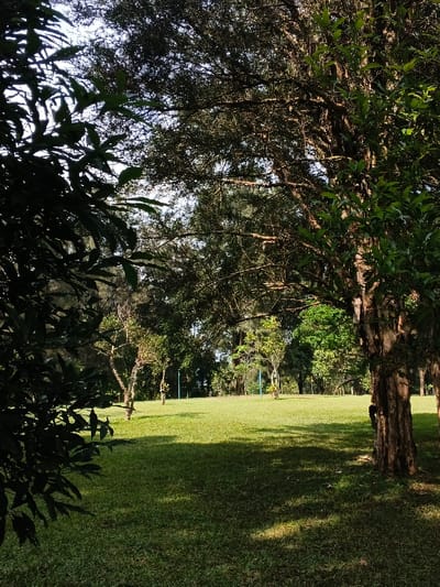 A sun-dappled clearing framed by trees. Lush green grass covers the ground, marked by shadows from the surrounding foliage. Trees of varying sizes dot the clearing, with a dense cluster of trees forming a backdrop. The perspective is slightly obscured by branches in the foreground, creating a sense of depth and partial concealment. The scene evokes a peaceful and natural setting.