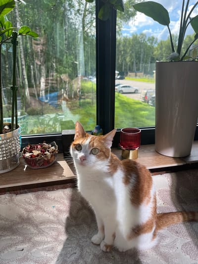 An orange and white domestic cat is sitting on a textured rug in front of a window. The window looks out onto a suburban street with trees, cars, and a cloudy sky. The cat is looking towards the camera with its head tilted slightly. The window sill has several objects on it, including a planter with green leaves, a glass bowl filled with dried potpourri, a small red glass votive holder, and a large white planter. Sunlight is streaming through the window, casting shadows on the rug. The reflection in the window shows trees and a person.
