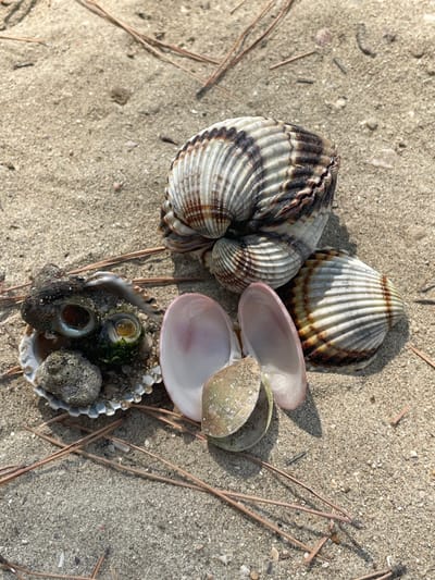 The image displays a collection of seashells and small marine life on a sandy beach. The main subjects are several distinct shells, including a large, intricately patterned spiral shell on the left, a ribbed fan-shaped shell at the top, and the interior of a ribbed shell holding small, dark, spiral-shaped creatures and some green algae at the bottom right. Two smooth, pale pink and pale green shell interiors are also visible, overlapping each other. The scene is set on a sandy beach with scattered pine needles. The lighting suggests it is daytime, with shadows cast by the shells indicating the sun is likely overhead or at an angle. There is no visible text. The setting implies a coastal environment, consistent with the location context of Crikvenica, Croatia, suggesting a natural, outdoor scene. The overall impression is one of natural objects found on a beach.