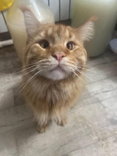 A close-up, eye-level, vertical shot captures an orange tabby cat with prominent whiskers and long fur, looking directly at the camera. The cat's face fills most of the frame, with its large, expressive eyes taking center stage. Behind the cat, out-of-focus elements suggest an indoor environment with large, light-colored containers and a tiled floor. The lighting is soft, with no harsh shadows, indicating an ambient light source. The scene does not provide any information about the city of Kalinino, Russia.